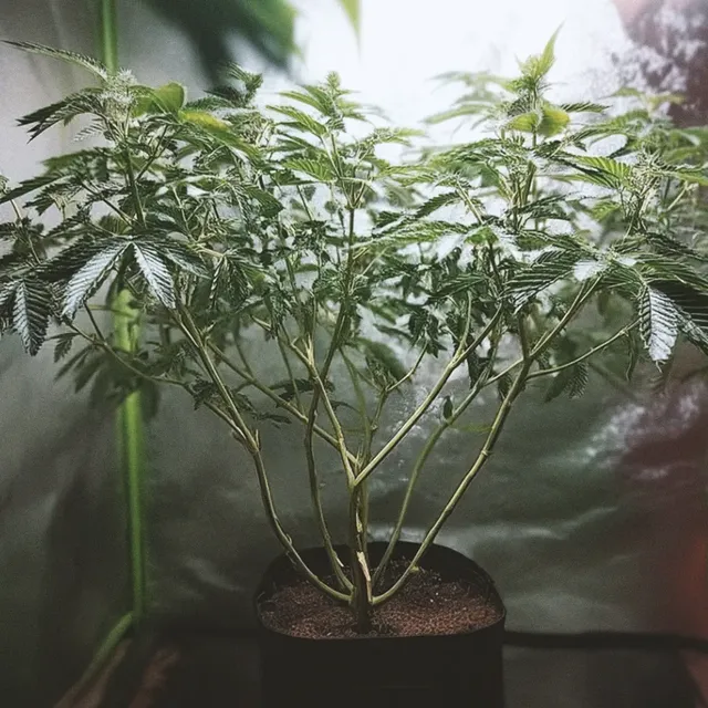 A lush green cannabis plant with multiple branches in a black pot, set against a reflective backdrop.