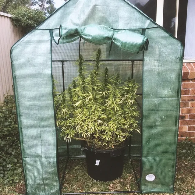 Small green greenhouse with a large cannabis plant inside, placed in a black pot on a grassy area near a brick wall.