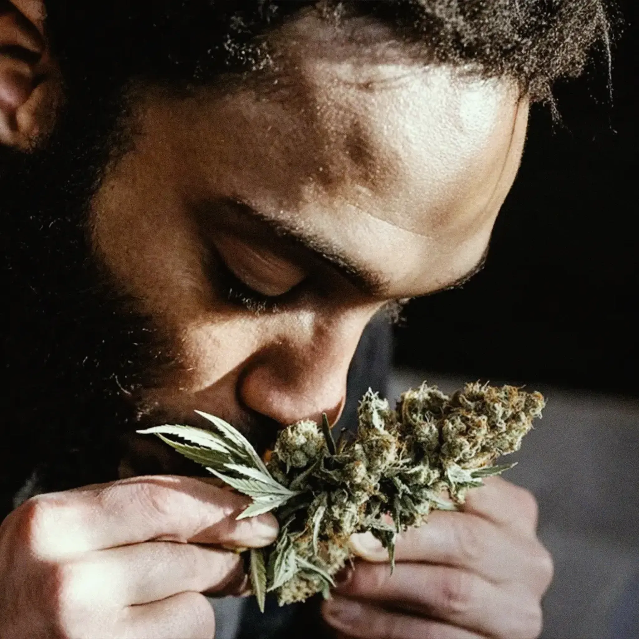 Person smelling a cannabis bud closely, with eyes closed, highlighting the texture and details of the plant.