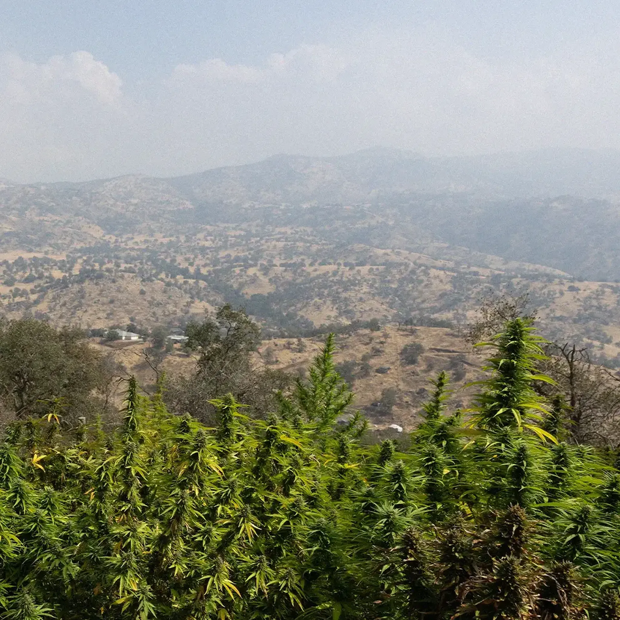 Green cannabis plants in the foreground with rolling hills and scattered trees under a hazy sky in the background.