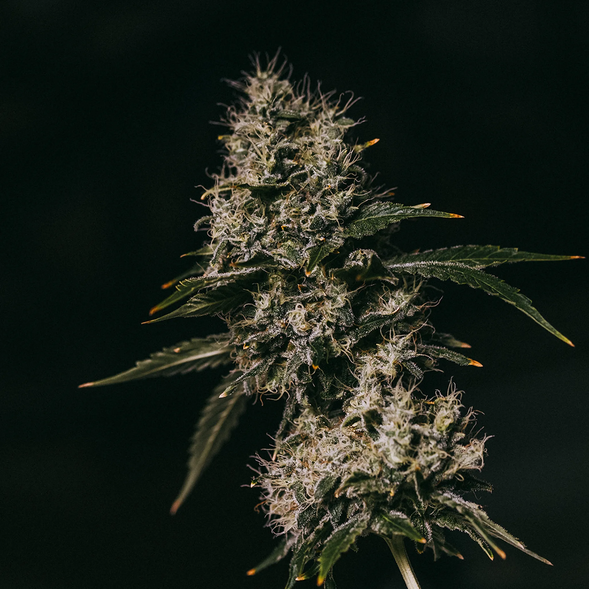 Close-up of a cannabis plant with dense, frosty buds and dark green leaves against a black background.
