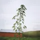 Tall plant with slender leaves in a grassy field, red barn and overcast sky in the background.