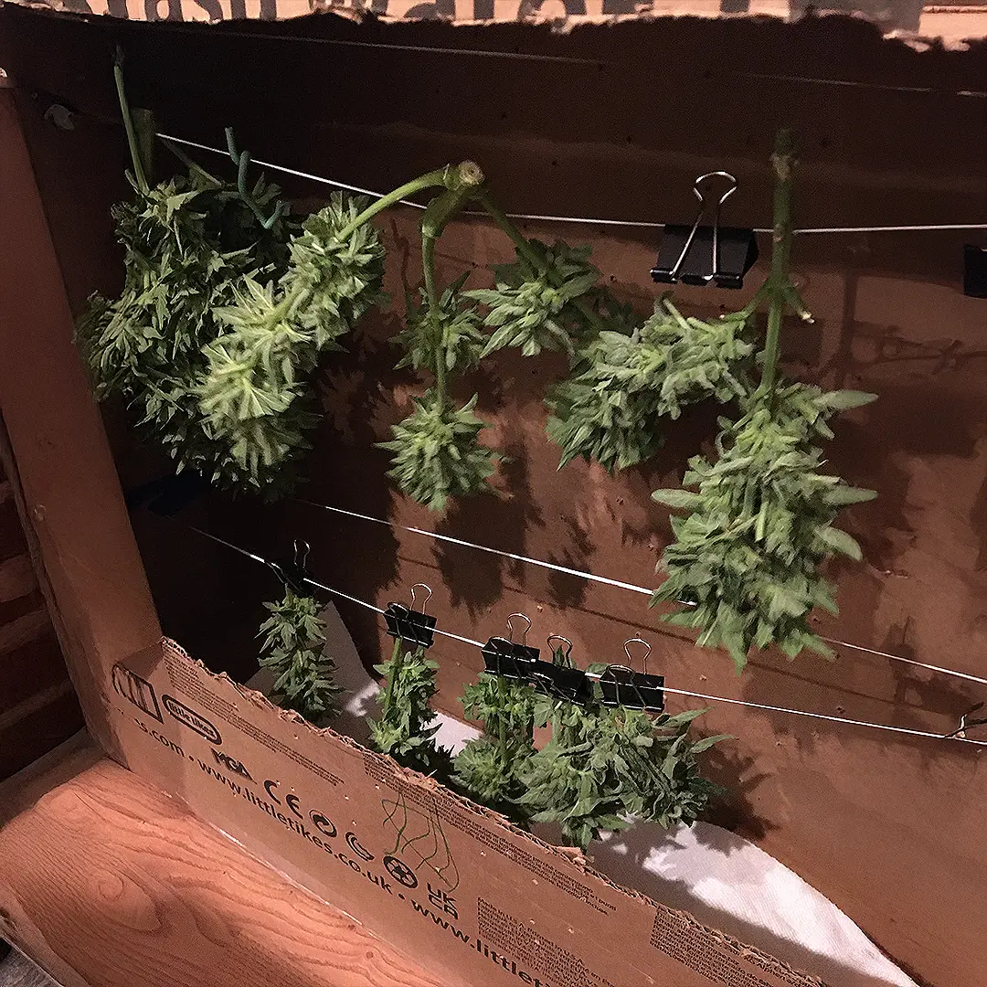 Cannabis buds hanging upside down in a cardboard box for drying, secured with binder clips and wires.