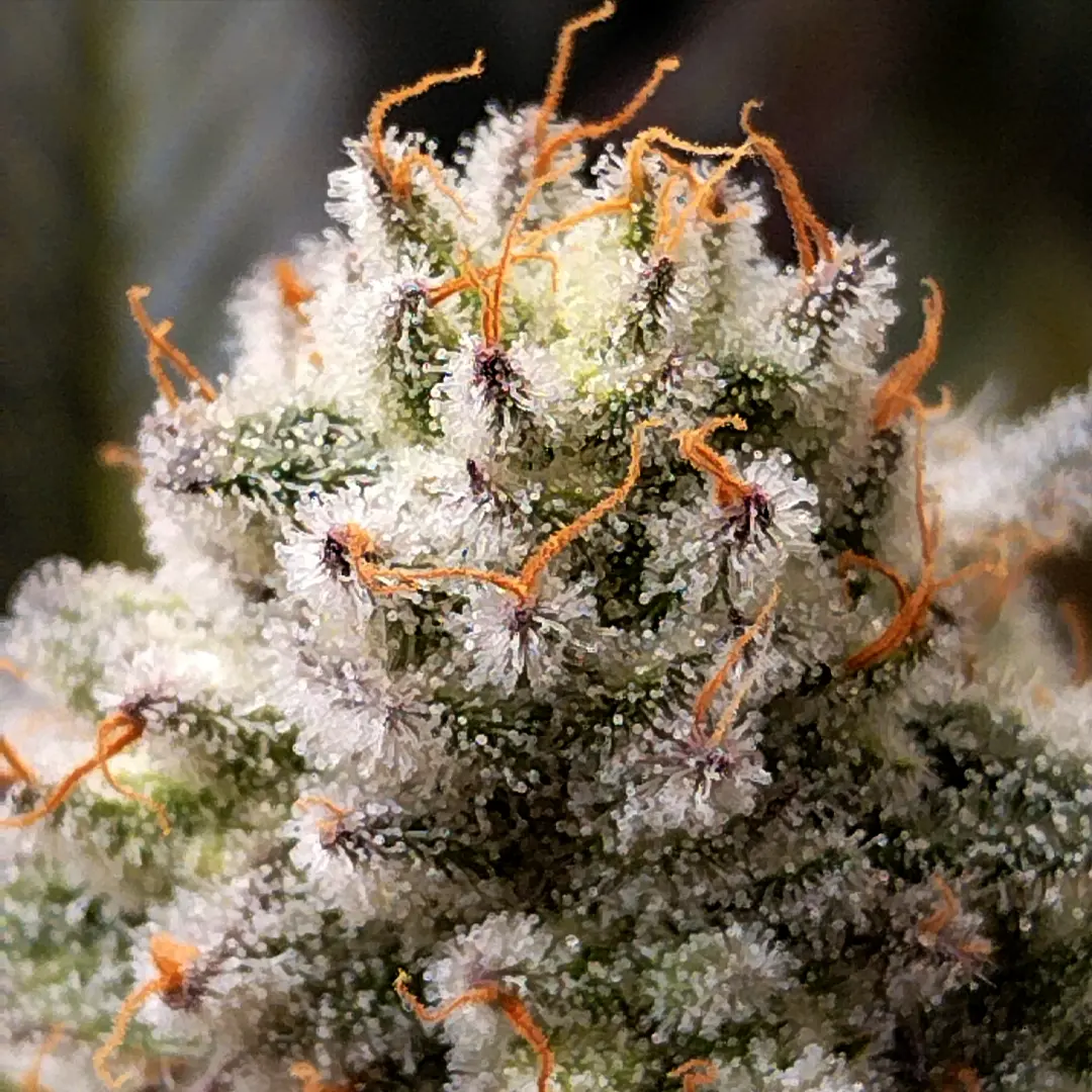 Close-up of a cannabis bud covered in frosty white trichomes with vibrant orange hairs, showcasing its dense and textured appearance.
