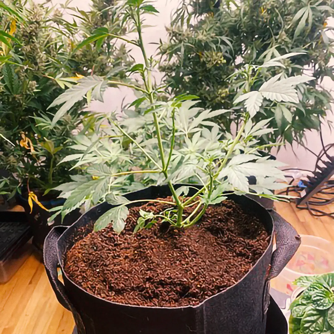 Potted cannabis plant with lush green leaves, placed on a wooden floor, surrounded by other similar plants.