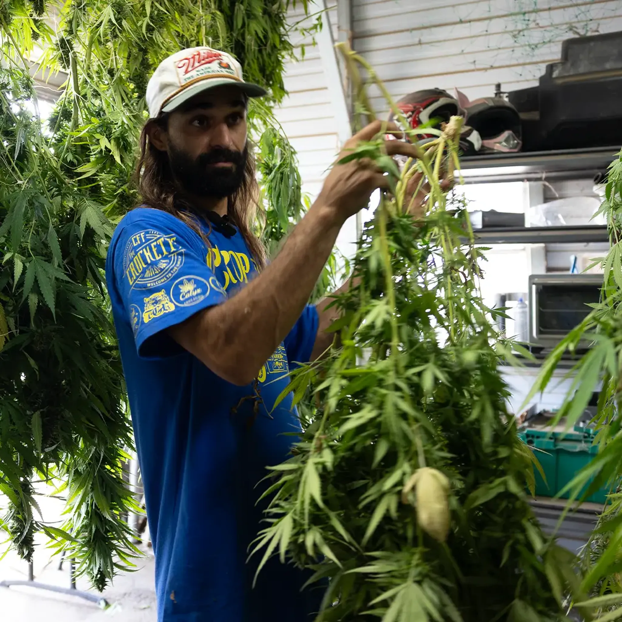 Man in a blue shirt and cap handling a large cannabis plant in an indoor setting.