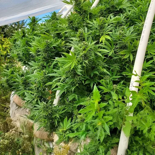 Growing outdoors tarp