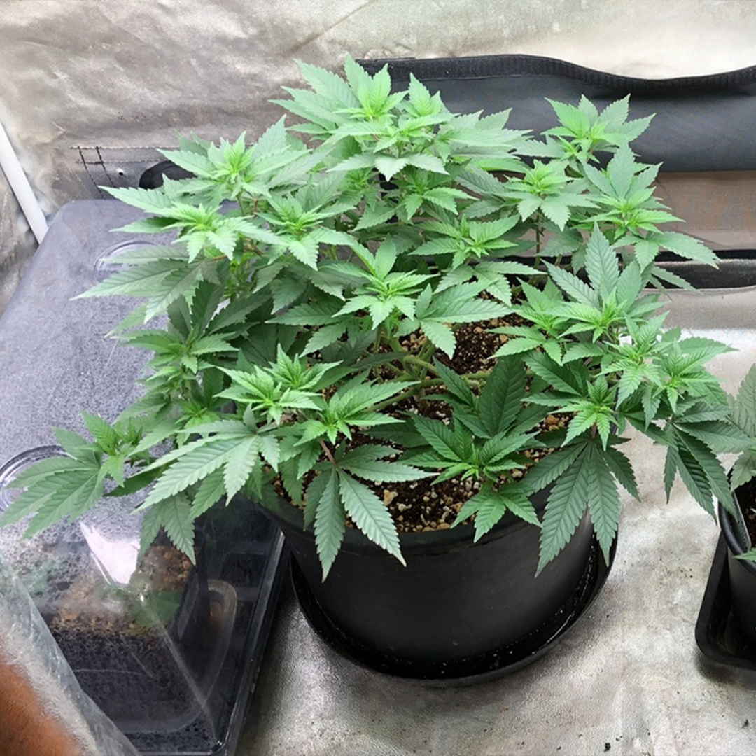 A healthy cannabis plant with lush green leaves in a black pot, placed on a reflective surface in an indoor growing setup.