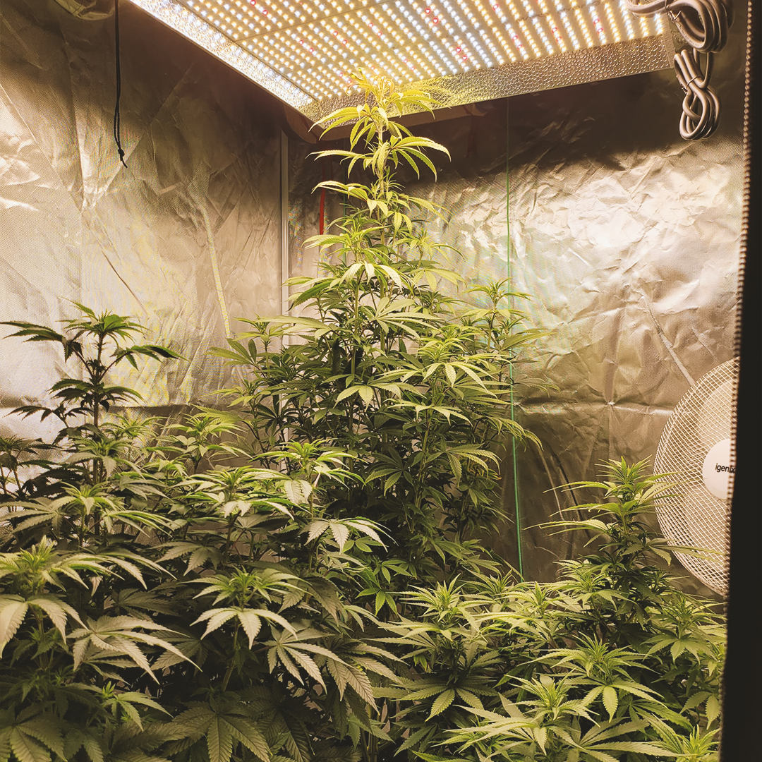 Indoor cannabis plants growing under LED lights, surrounded by reflective walls and a small fan for ventilation.