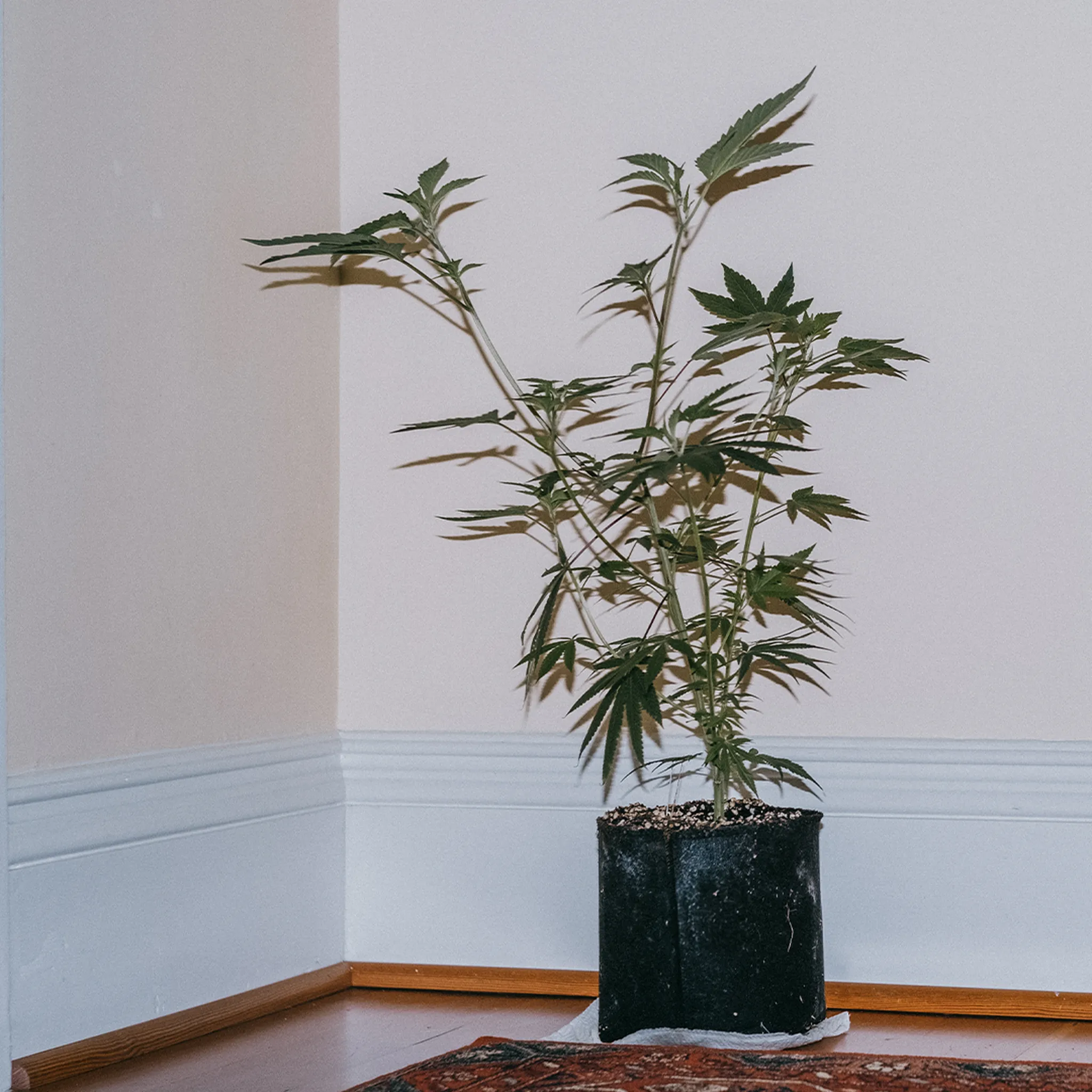 A potted plant with long, slender leaves sits in a black container on a wooden floor against a plain wall.