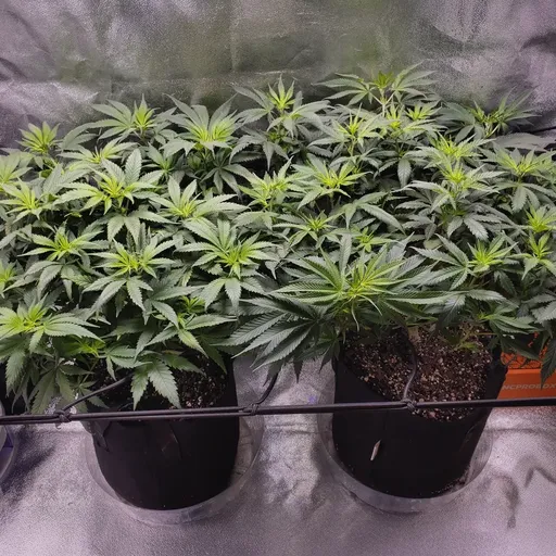 Two potted cannabis plants with lush green leaves in a grow tent, illuminated by bright lighting.