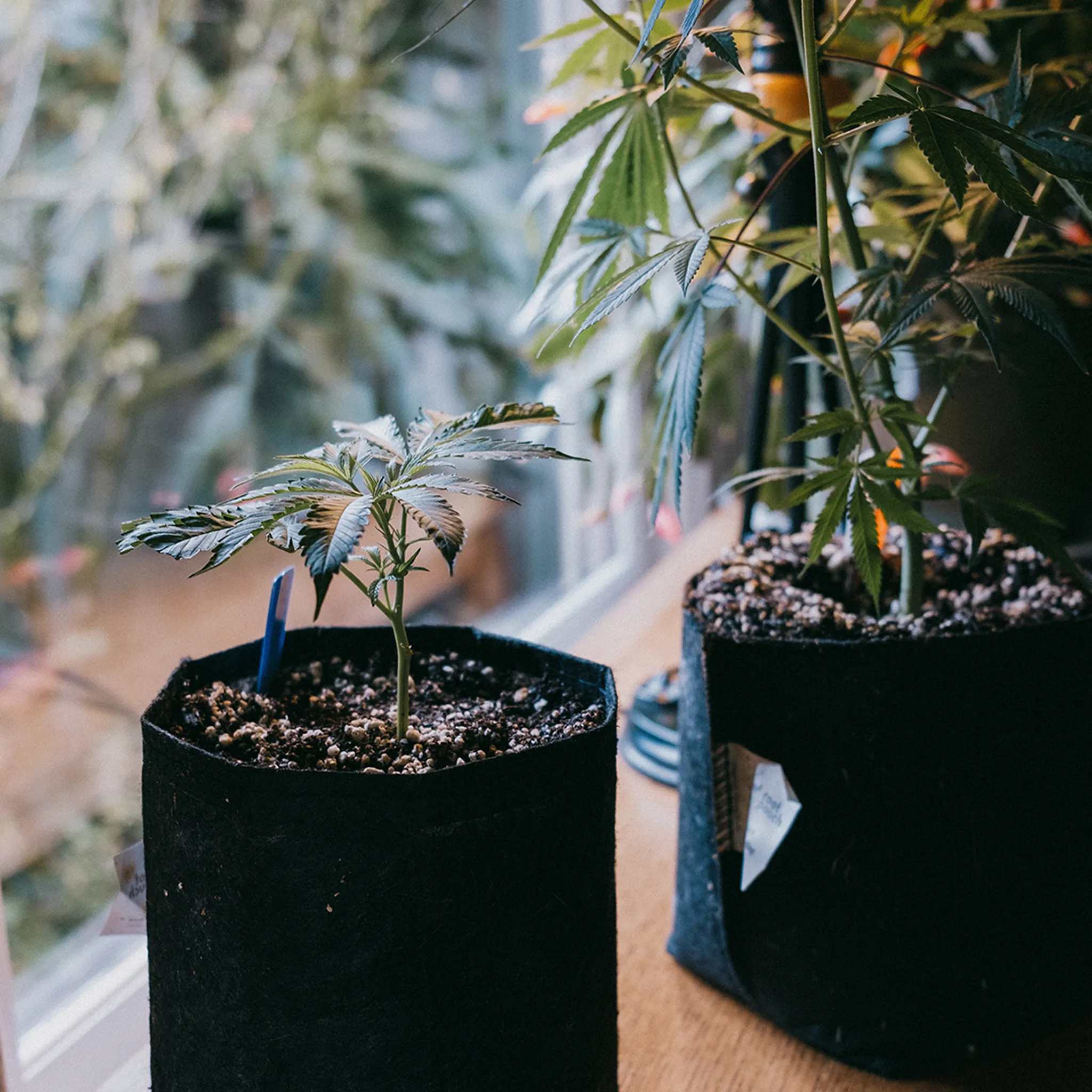 Two potted cannabis plants sit on a wooden surface by a window, with sunlight filtering through the leaves.