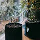Two potted cannabis plants sit on a wooden surface by a window, with sunlight filtering through the leaves.