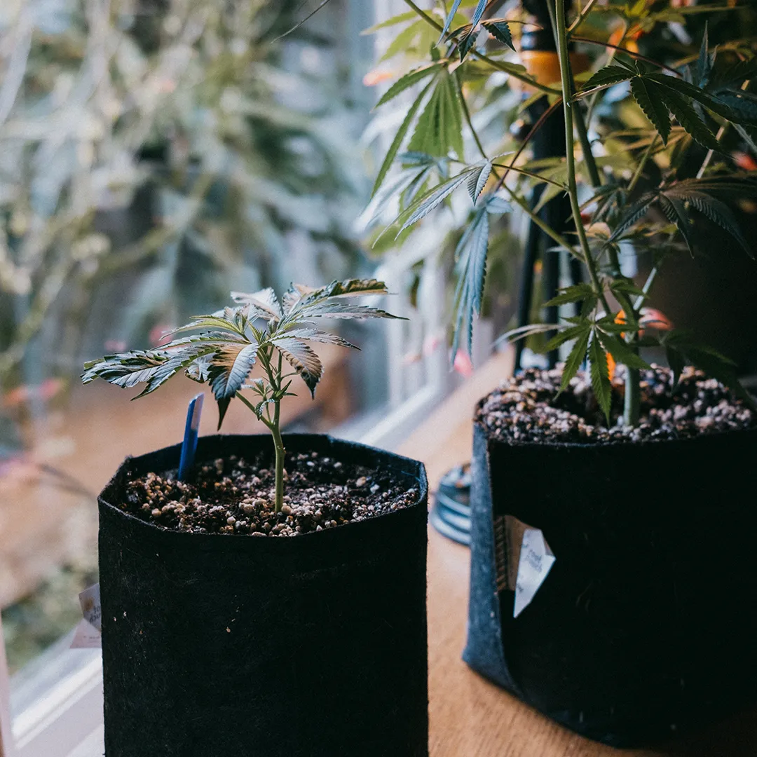 Two potted cannabis plants sit on a wooden surface by a window, with sunlight filtering through the leaves.