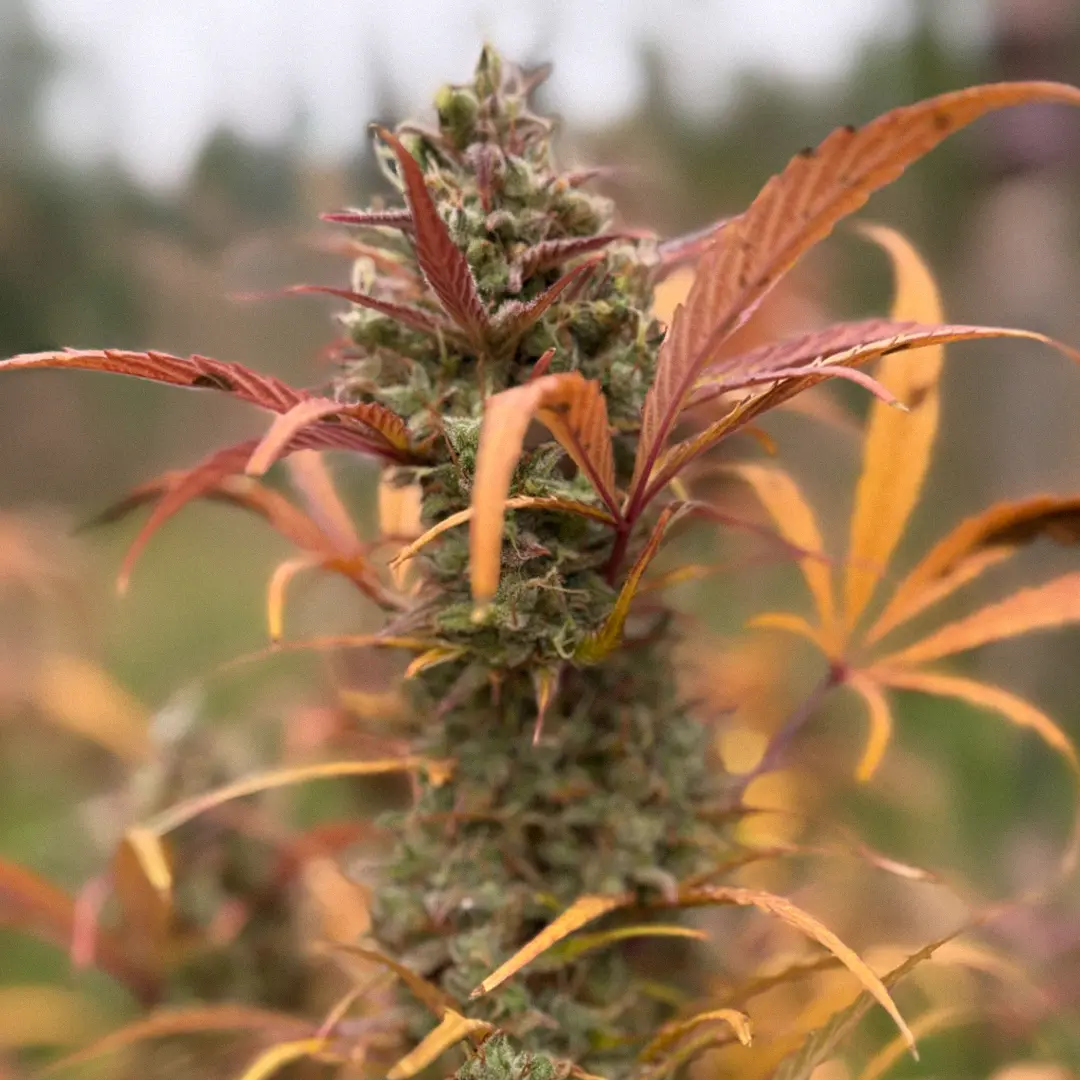 Close-up of a cannabis plant with dense buds and leaves turning shades of orange and yellow, set against a blurred natural background.