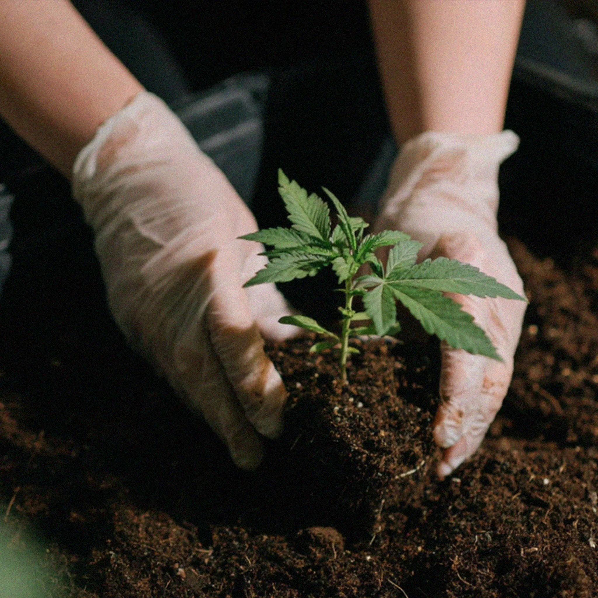 Hands in gloves planting a small leafy green seedling into dark soil, symbolizing gardening or agriculture.