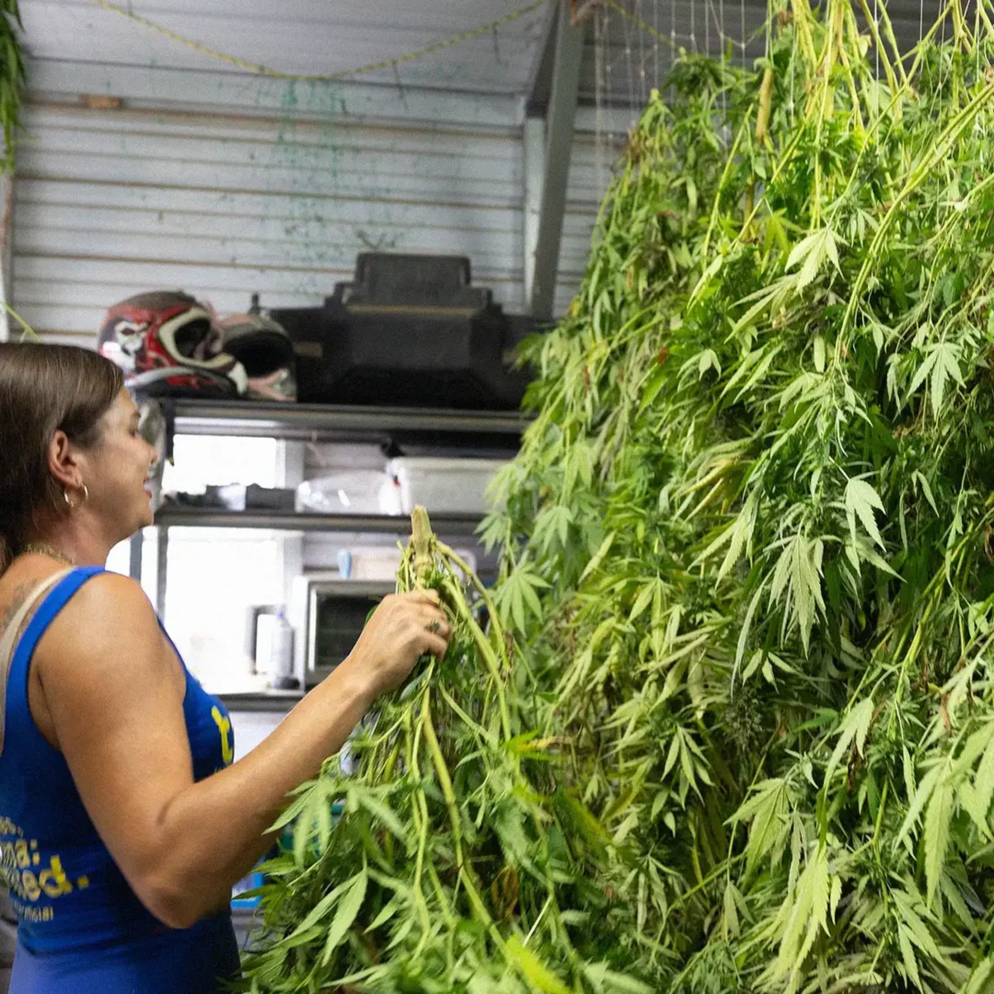 A woman in a blue tank top tends to hanging cannabis plants in a room with shelves and a helmet in the background.