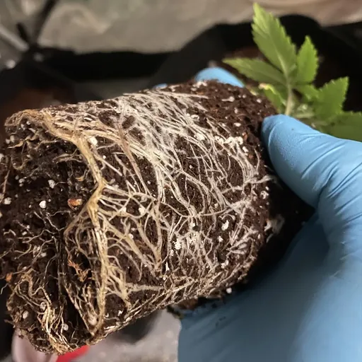 Rootbound plant