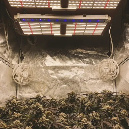 Indoor grow setup with LED lights, two fans, and mature cannabis plants with dense buds and purple-tinged leaves.