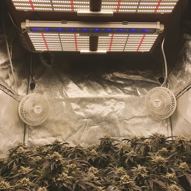 Indoor grow setup with LED lights, two fans, and mature cannabis plants with dense buds and purple-tinged leaves.