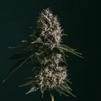 Close-up of a cannabis bud with dense, frosty trichomes and dark green leaves against a dark background.