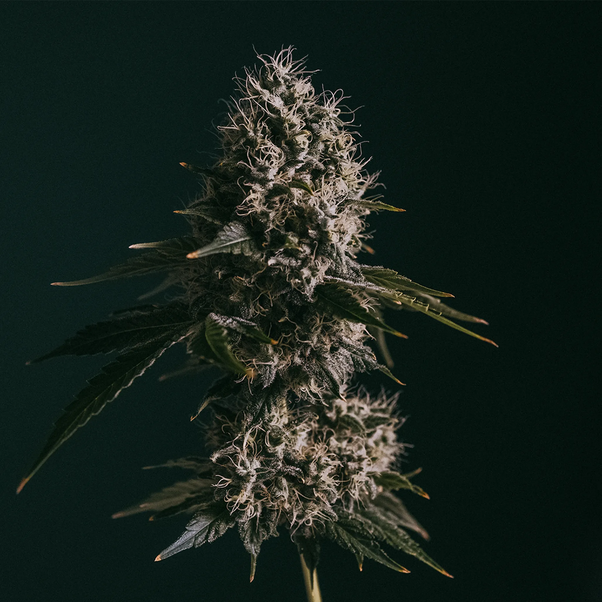 Close-up of a cannabis bud with dense, frosty trichomes and dark green leaves against a dark background.