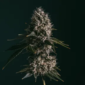 Close-up of a cannabis bud with dense, frosty trichomes and dark green leaves against a dark background.