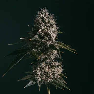 Close-up of a cannabis bud with dense, frosty trichomes and dark green leaves against a dark background.