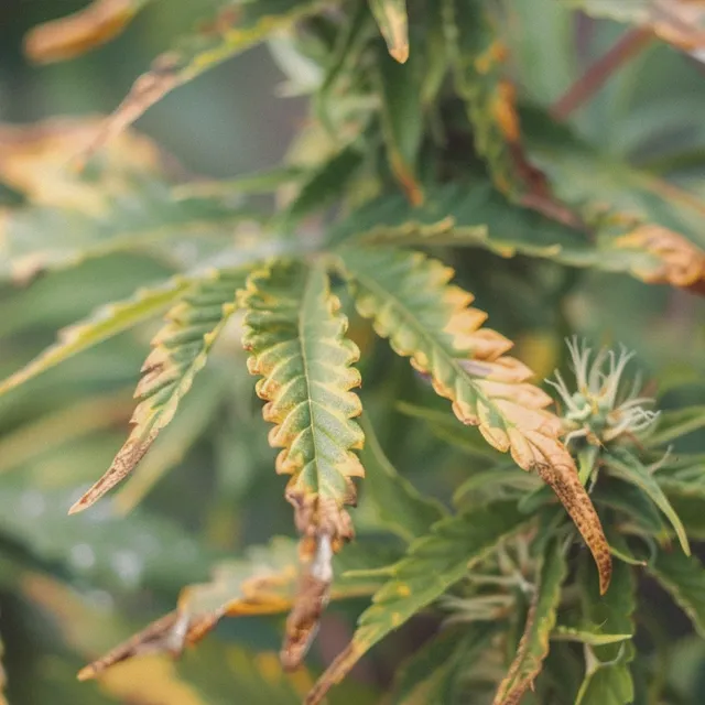 Nutrient Deficiency in cannabis plants