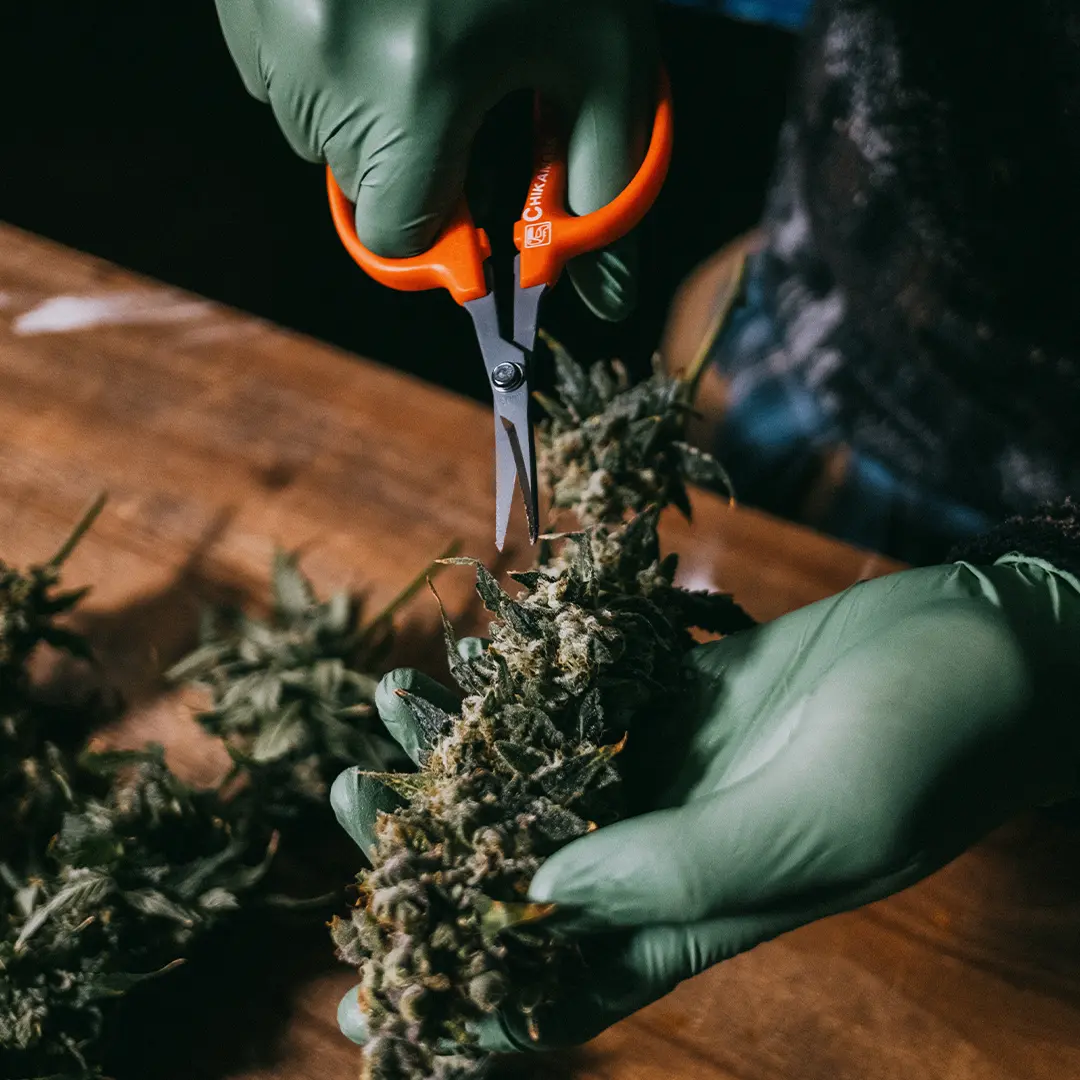 Person wearing green gloves trims a cannabis bud with orange-handled scissors on a wooden table.