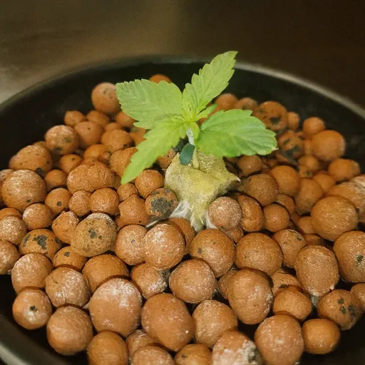 A small green plant growing in a black pot filled with brown clay pellets, set against a dark background.