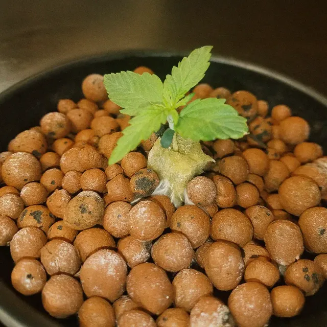 A small green plant growing in a black pot filled with brown clay pellets, set against a dark background.