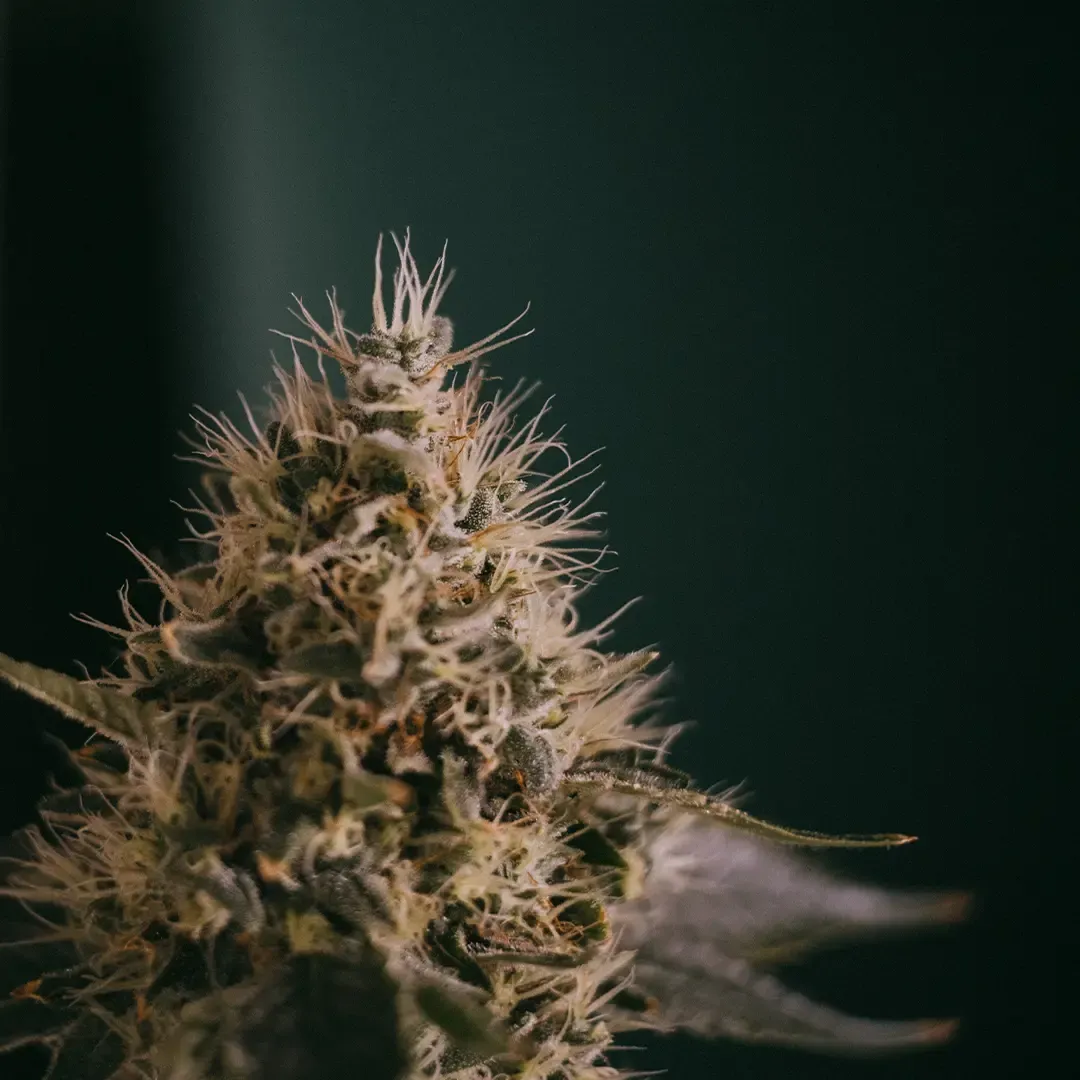 Close-up of a cannabis bud with visible trichomes and pistils against a dark background.