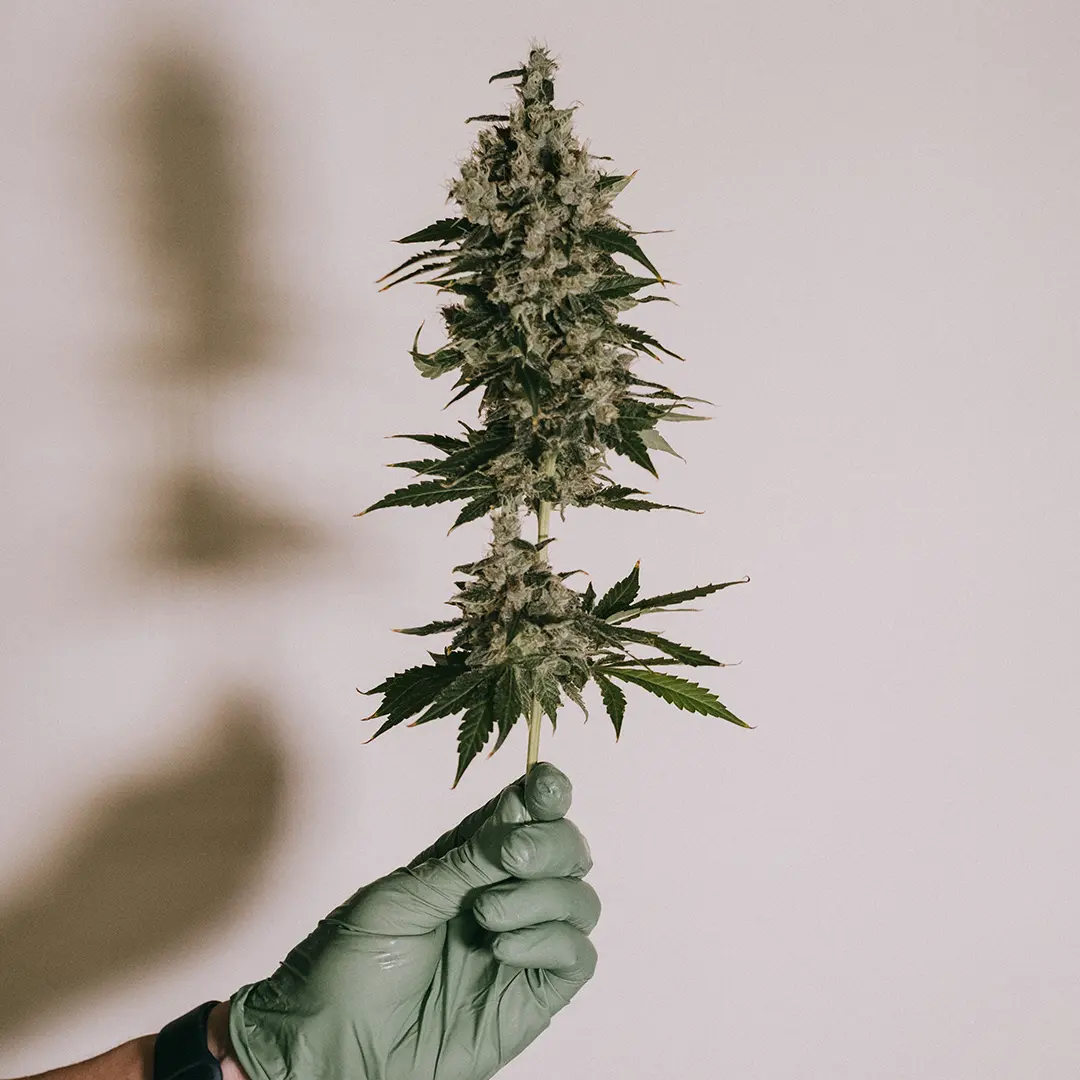 A gloved hand holds a mature cannabis bud with green leaves and white trichomes against a plain background.