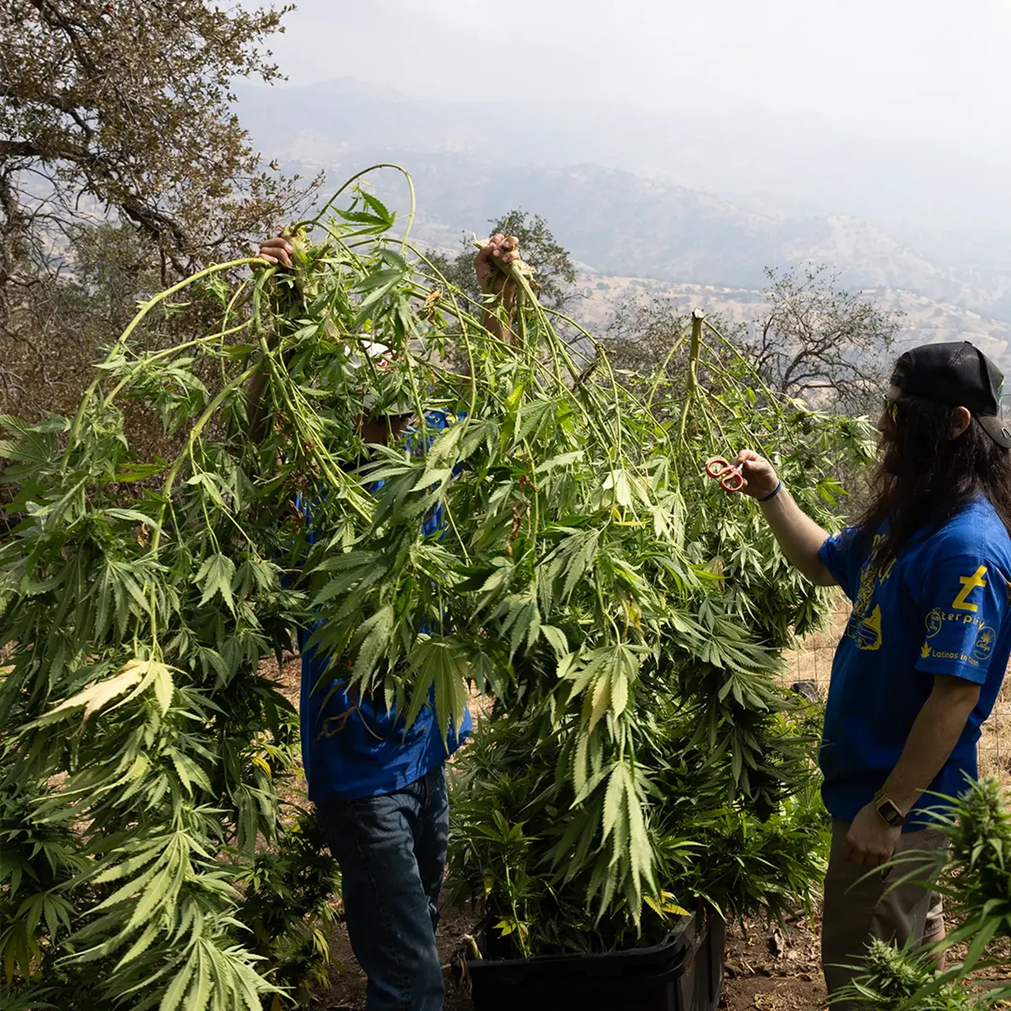 Two people in blue shirts harvesting tall cannabis plants outdoors, surrounded by trees and hills in the background.