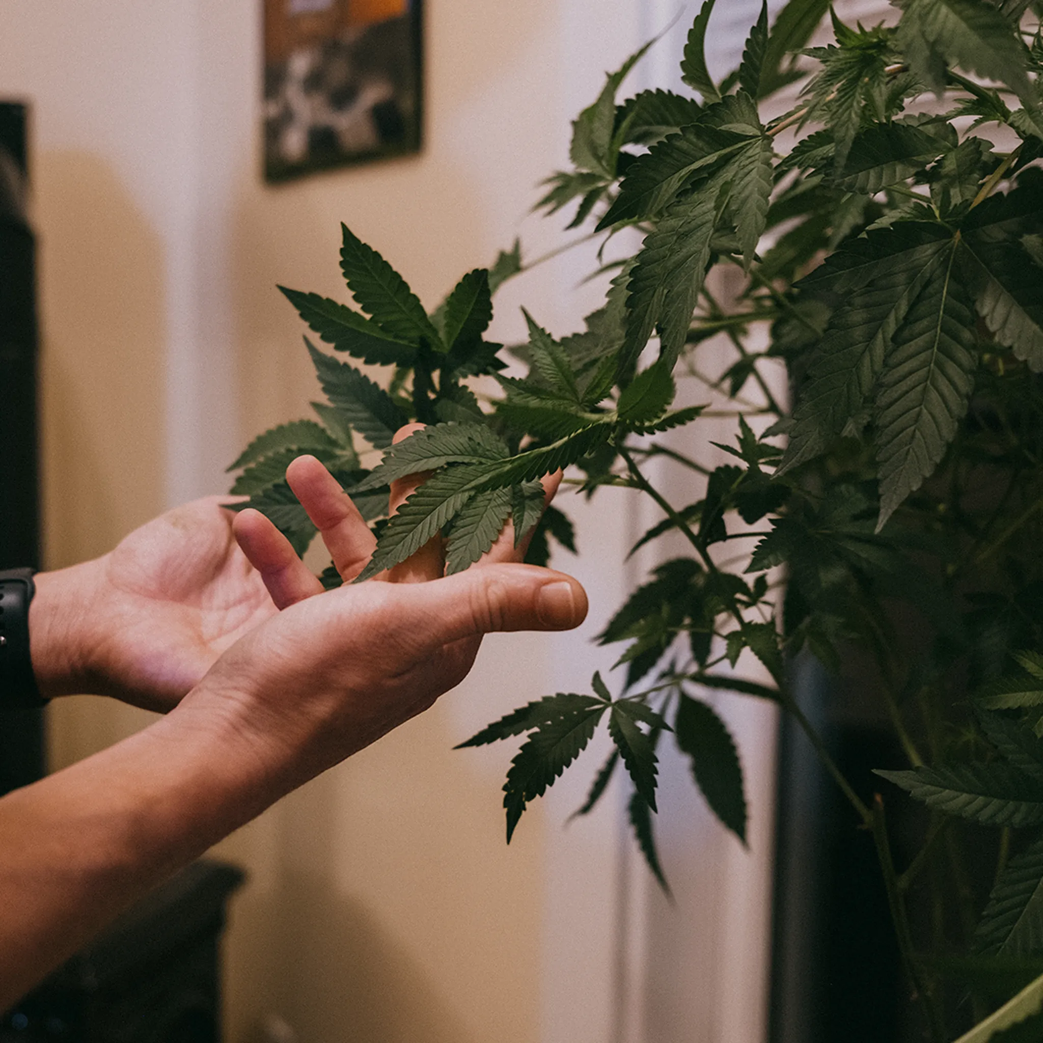 Hands gently holding green cannabis leaves indoors, with a blurred background of a wall and picture frame.