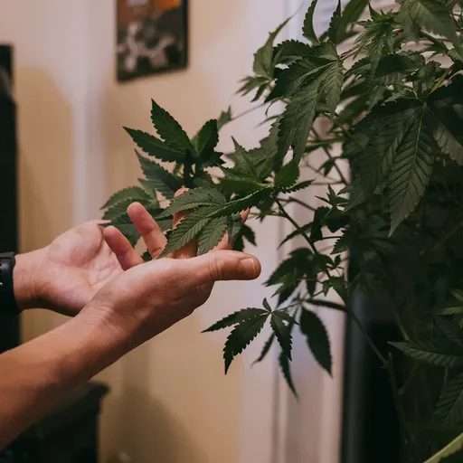 Hands gently holding green cannabis leaves indoors, with a blurred background of a wall and picture frame.