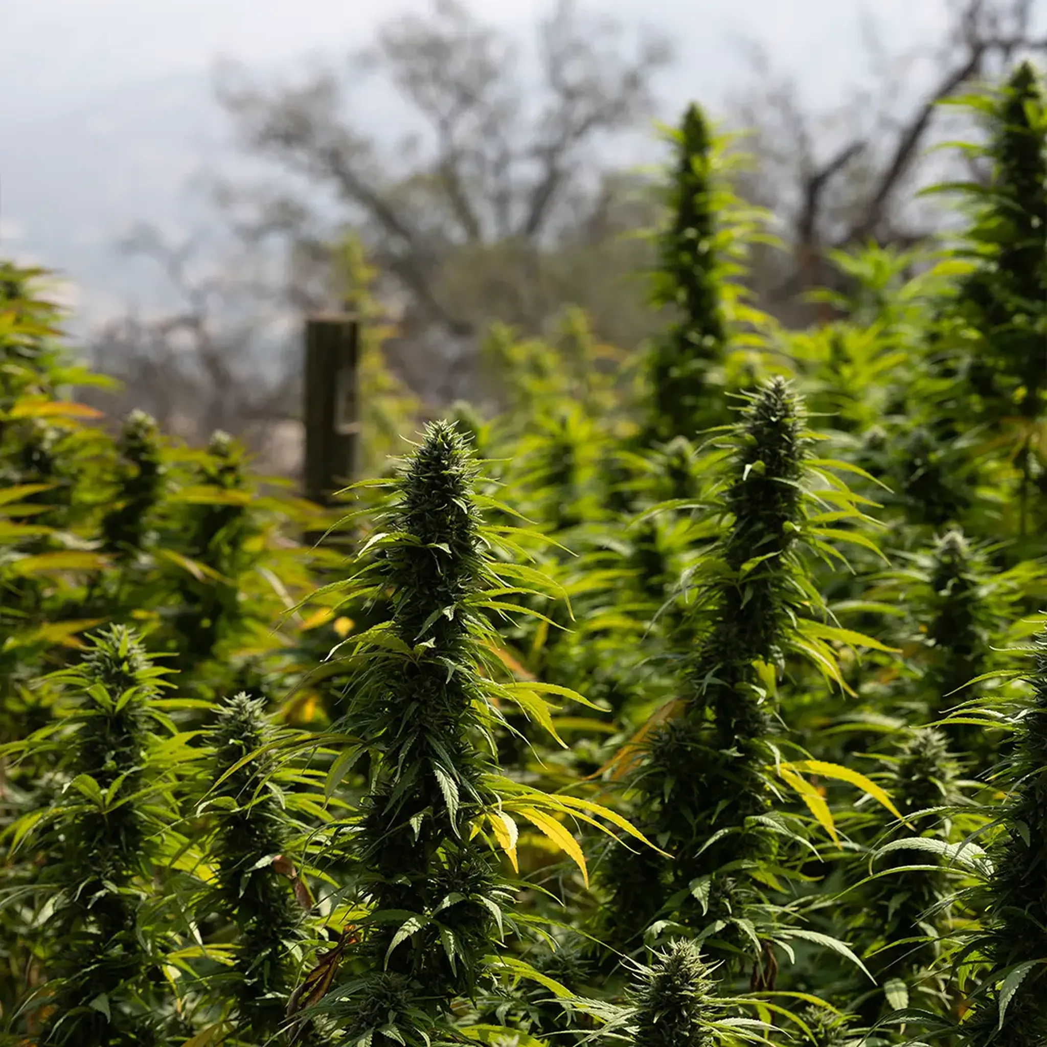 Tall cannabis plants with lush green leaves and dense buds, growing outdoors in a natural setting with blurred trees in the background.