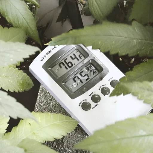 Digital thermometer and hygrometer displaying 76.4°F and 65% humidity, surrounded by green leaves.