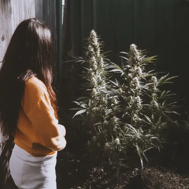 Person in a yellow sweater observing tall, flowering cannabis plants in a sunlit garden.