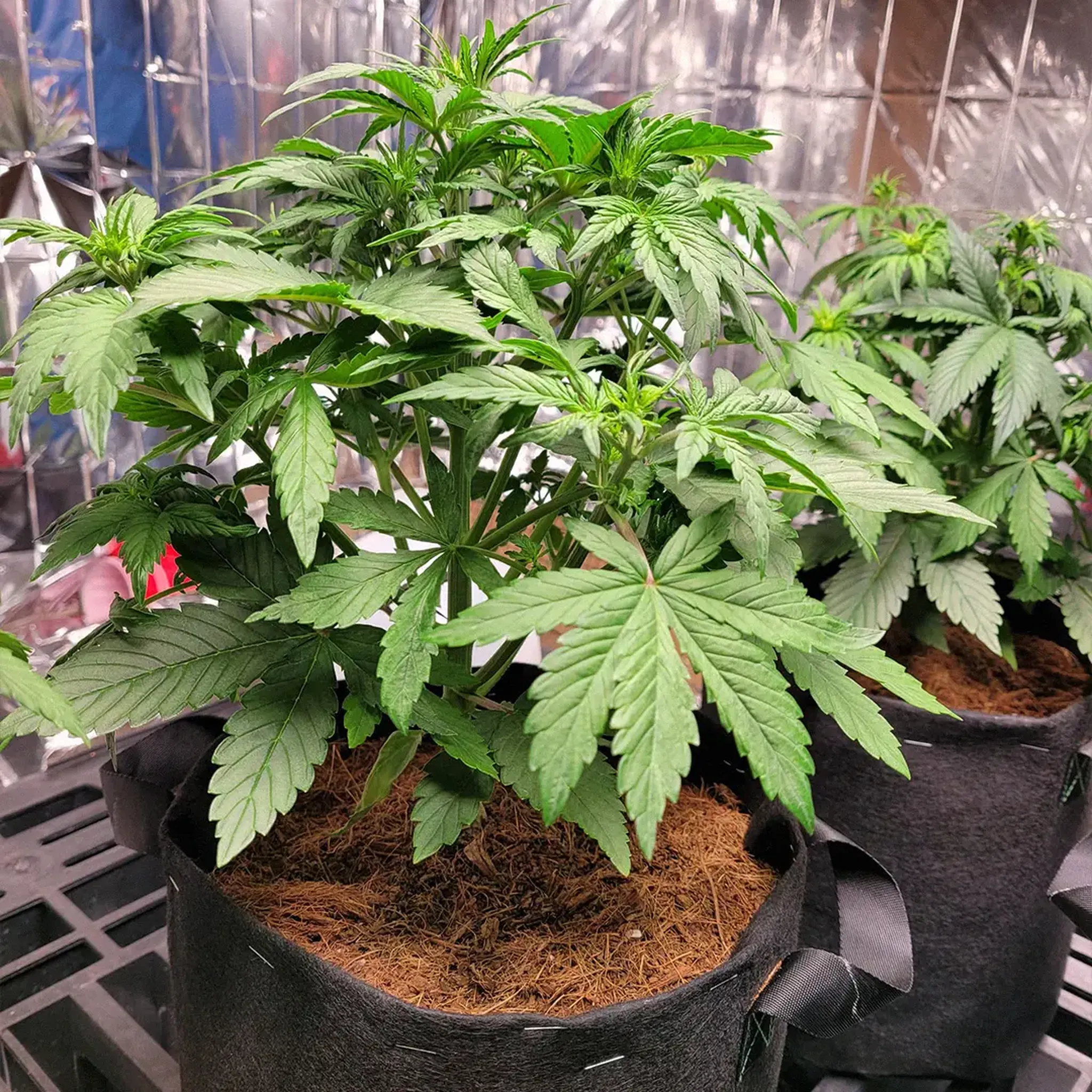 Two cannabis plants in fabric pots, with lush green leaves, growing indoors against a reflective backdrop.