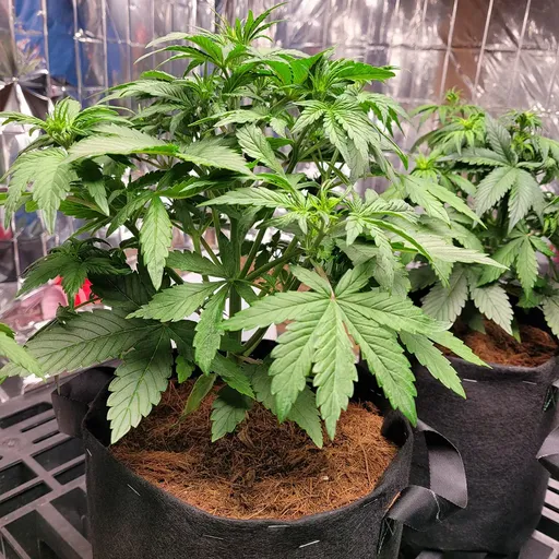 Two cannabis plants in fabric pots, with lush green leaves, growing indoors against a reflective backdrop.