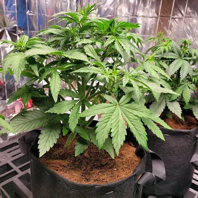 Two cannabis plants in fabric pots, with lush green leaves, growing indoors against a reflective backdrop.