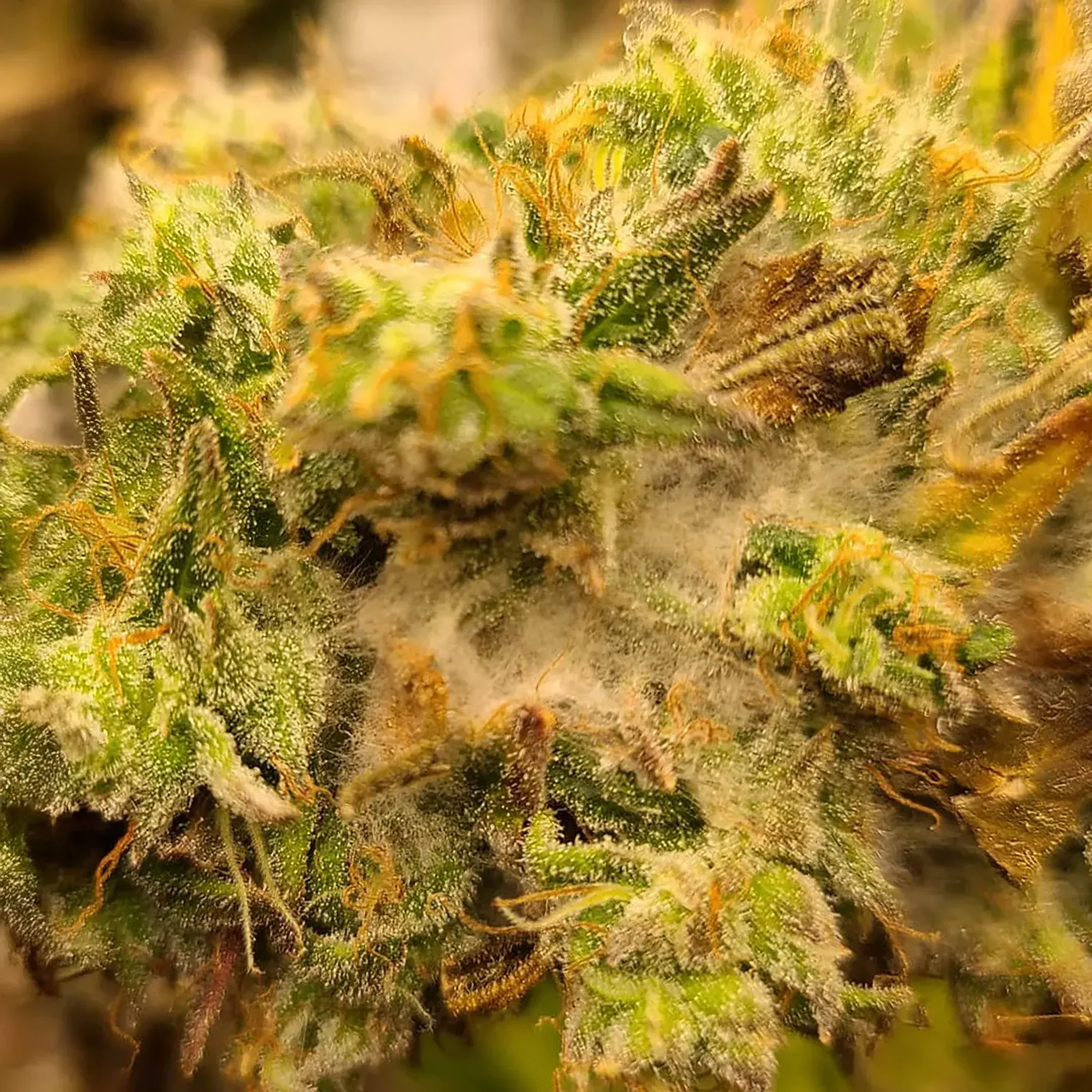 Close-up of a cannabis bud covered in trichomes and orange pistils, showcasing its dense, frosty appearance and vibrant green color.