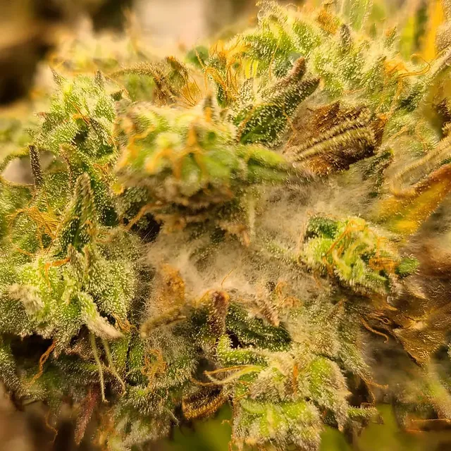 Close-up of a cannabis bud covered in trichomes and orange pistils, showcasing its dense, frosty appearance and vibrant green color.