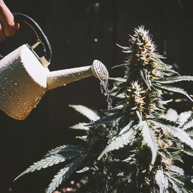 A hand waters a cannabis plant with a yellow watering can, droplets visible, against a dark background.