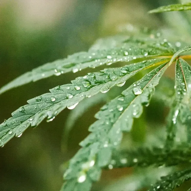 droplets on cannabis leaves droplets on cannabis leaves