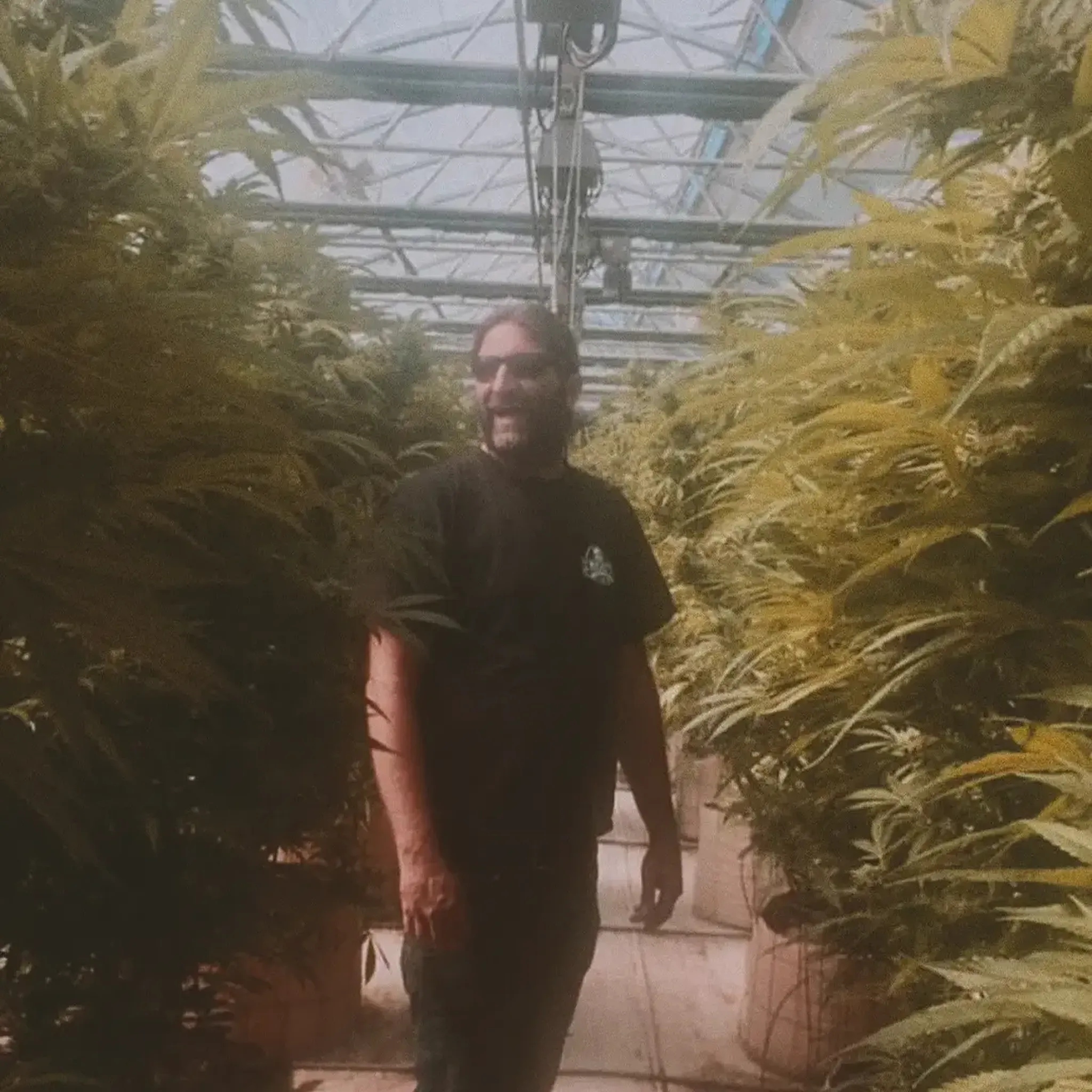 A person wearing sunglasses stands in a greenhouse surrounded by tall cannabis plants, smiling under a glass roof.