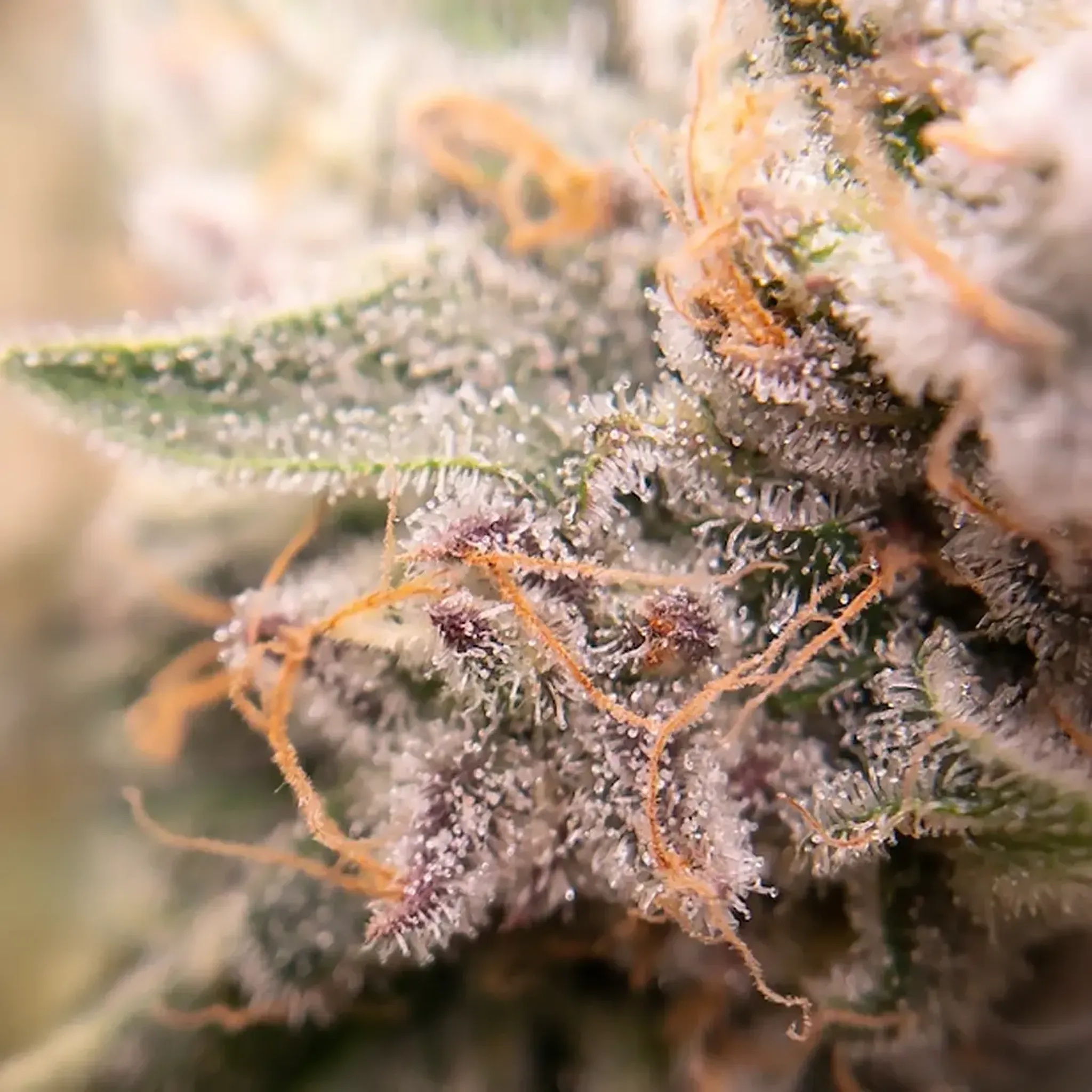 Close-up of a frosty cannabis bud with orange pistils and trichomes, showcasing a detailed texture and vibrant colors.