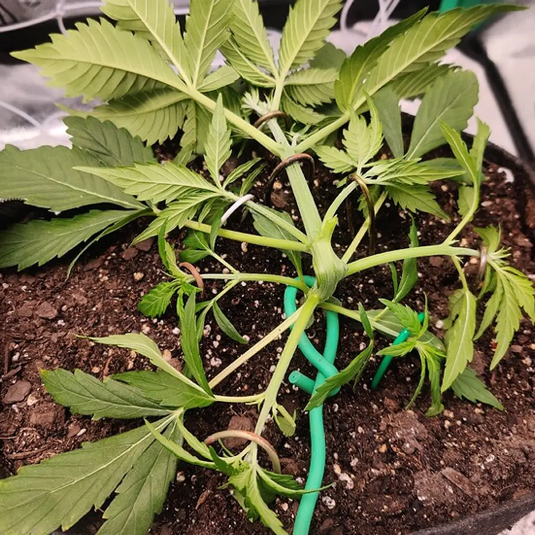A young cannabis plant in soil, with bright green leaves and a green support stem, showing early growth stages.
